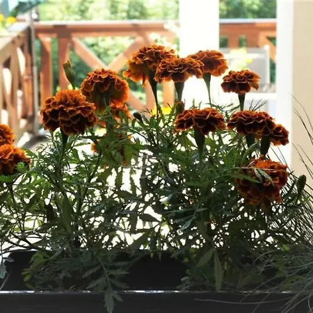 홈스테이 Antracyt 크리니차 즈드로이